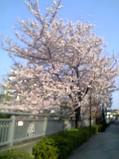 美しい桜